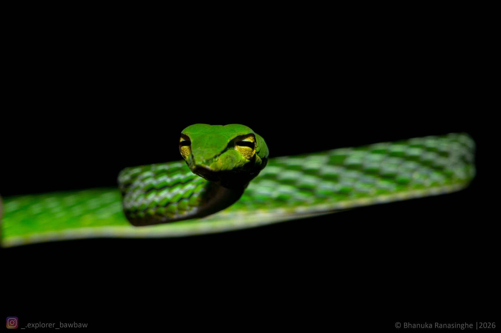 Congress Excursion to the Knuckles: The Herping Tour - Species 7